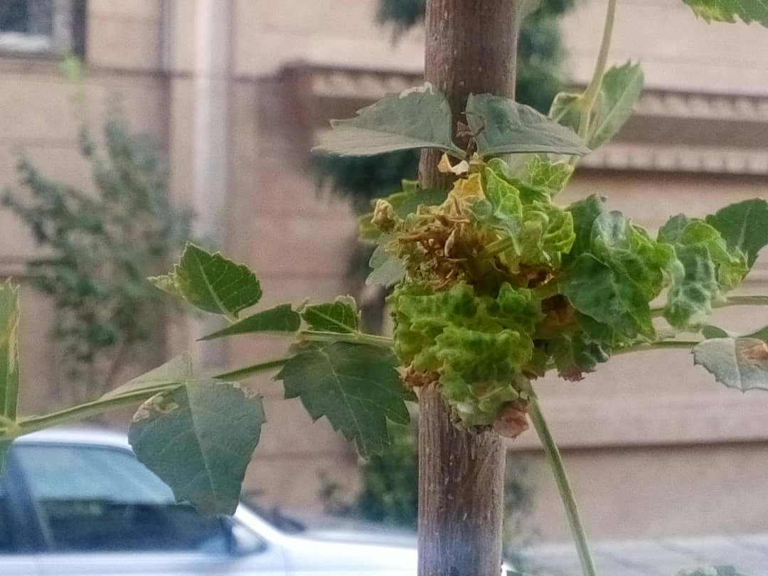 تصویر ارسالی کاربر